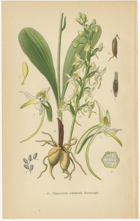 Vintage Orchids Published in 1904: A Study of Platanthera Species, 1904, view 3