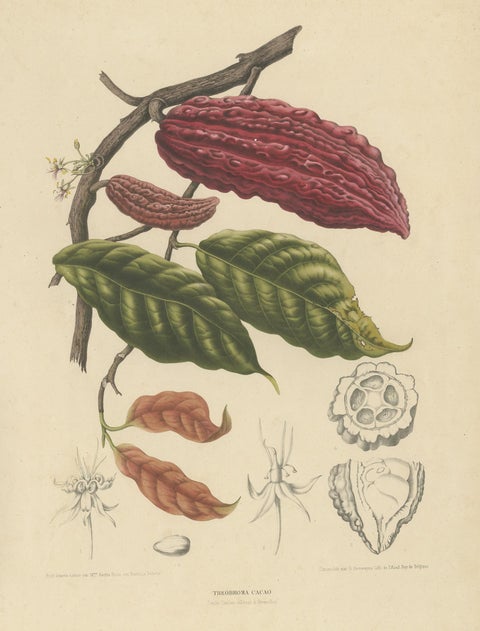 Theobroma Cacao, Cocoa Tree Botanical Lithograph c.1863, view 2