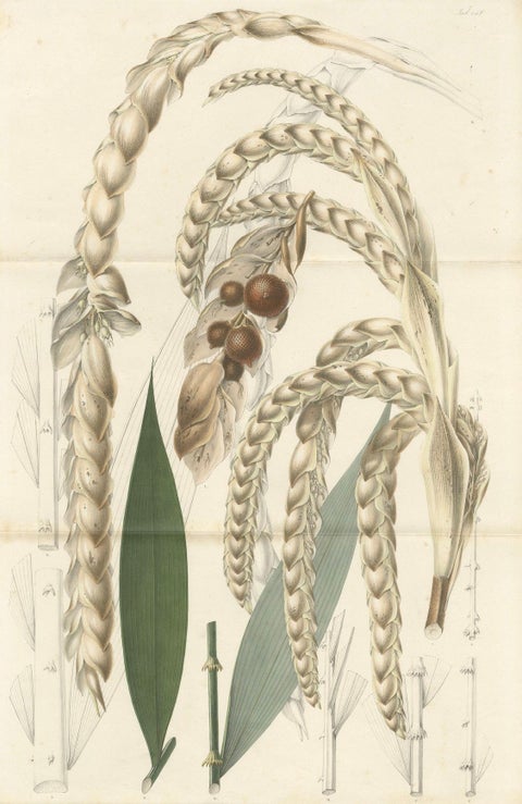 Large Original Antique Botanical Illustration of the Plectocomia Elongata, c1860, close-up 5