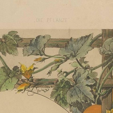 Antique Botany Print of Pumpkin Plants, 1890, close-up 1