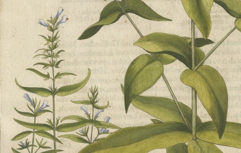 Basilius Besler Spurge, Glasswort & Pennywort Botanical Engraving, 1613, close-up 6