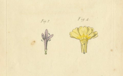 Antique Botanical Engraving of Dyer's Alkanet and Primrose Varieties, 1803, close-up 2