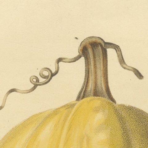 Antique Print of the Vegetable Marrow, close-up 1