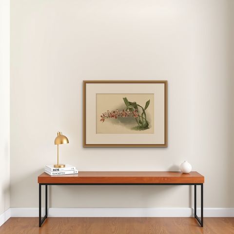 Large Antique Botanical Print, Orchid Odontoglossum Hybridum Leroyanum, c.1888, shown framed on a wall, true to size