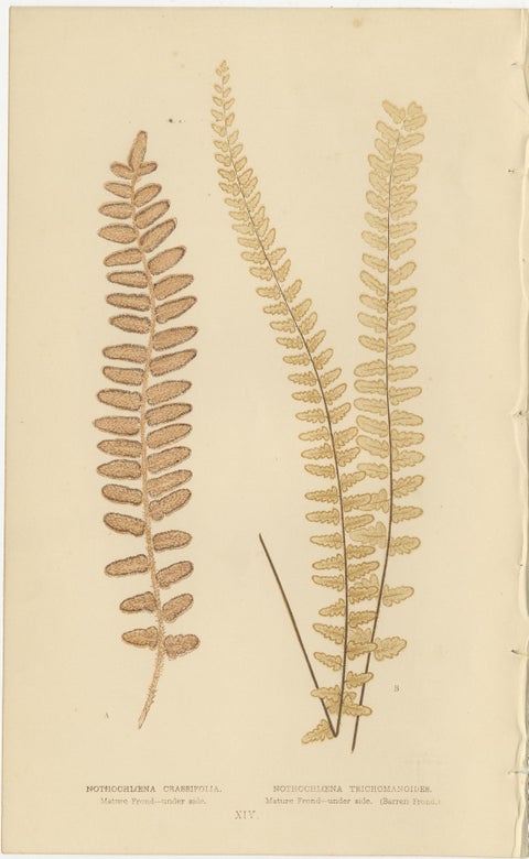 Victorian Fern Botanical Prints, Exotic Decorative Plant Studies Set 1856, view 5