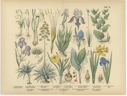 Antique German Botanical Atlas Plates, Tafel 17 to 18, Lilies & Irises, 1885, view 3