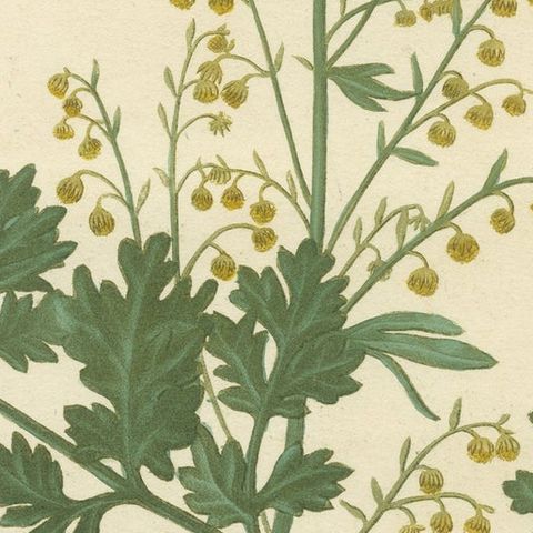 Antique Botanical Print of Artemisia Absinthium or Wormwood, ca.1821, close-up 4