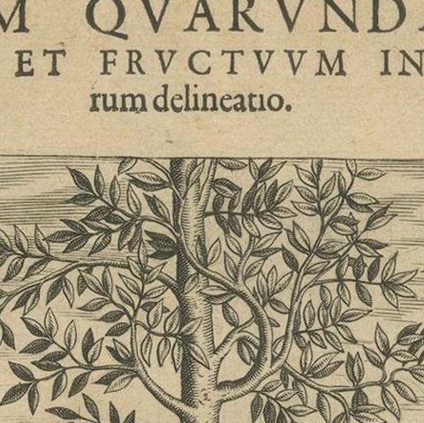 Tropical Abundance: The Jackfruit and Palm Trees in De Bry's 1601 Engraving, close-up 5
