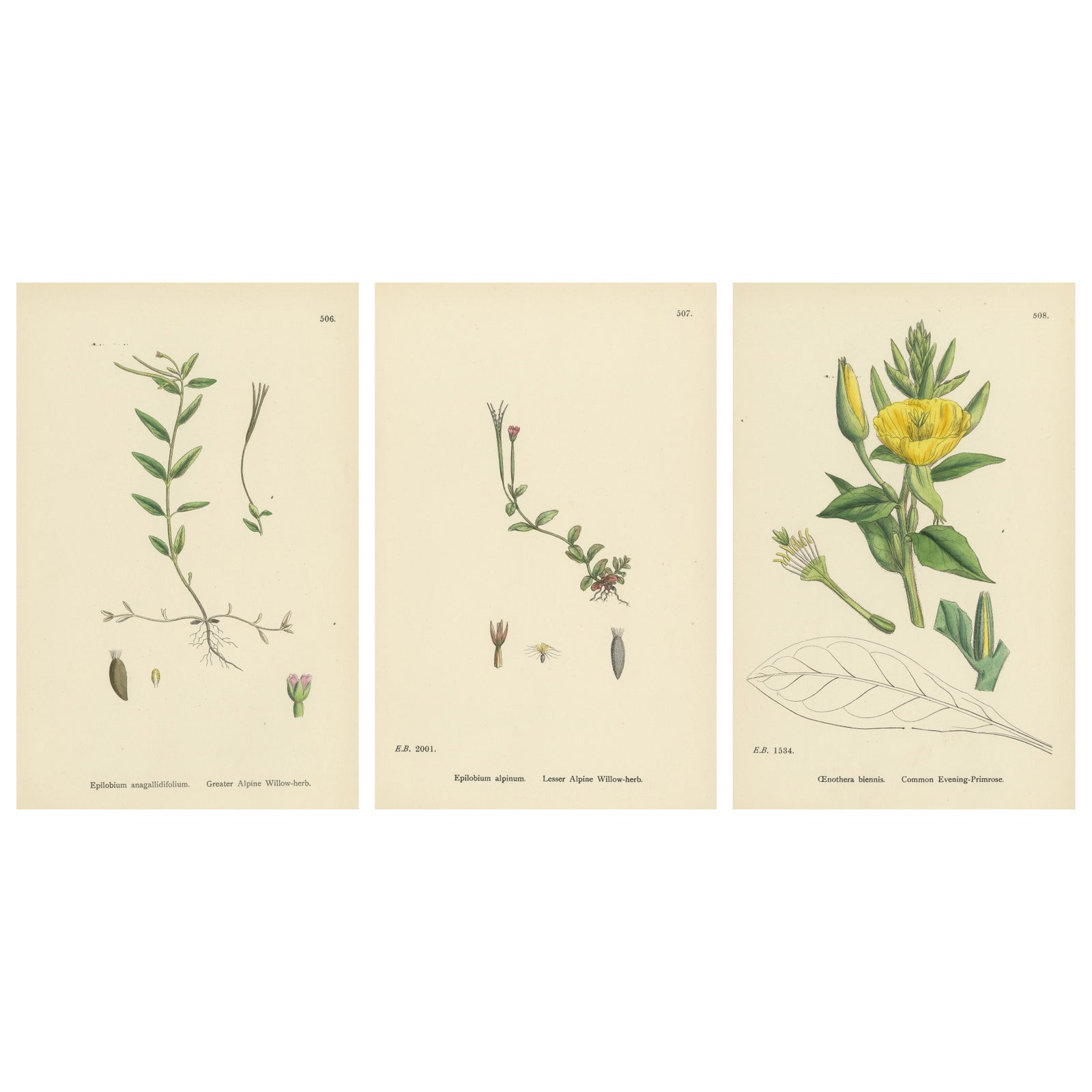 Hand-Colored Engravings of Alpine Willow-Herbs and Evening Primrose, 1902