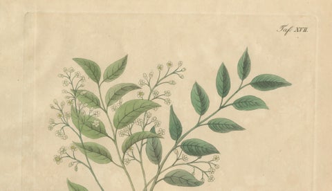Antique Mahogany Botanical Print, Swietenia Mahagoni, c.1831, close-up 1