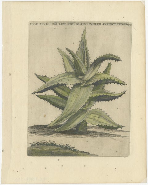 Caulescent African Aloe from Caspar Commelin’s "Praeludia Botanica", 1703, view 2