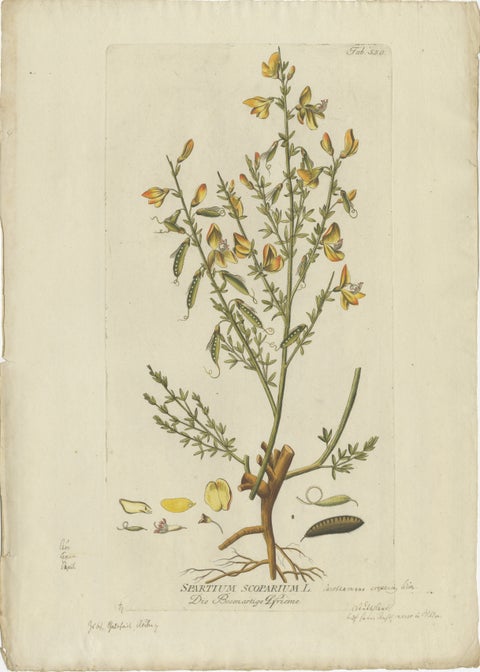 Scotch Broom Botanical Engraving, Icones Plantarum Medicinalium, 1788, view 2