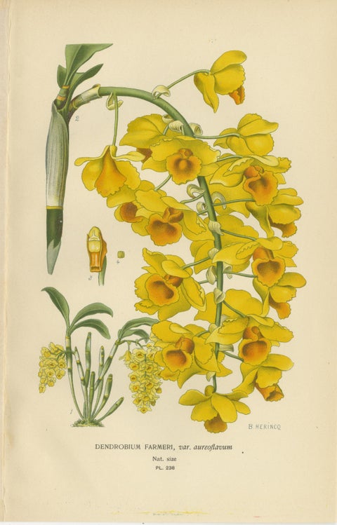 Set of 3 antique orchid lithographs, Dendrobium & Cattleya species, 1897, view 3