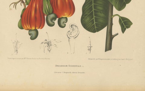 Antique Cashew Tree Botanical Chromolithograph by Hoola van Nooten, c. 1880, close-up 3