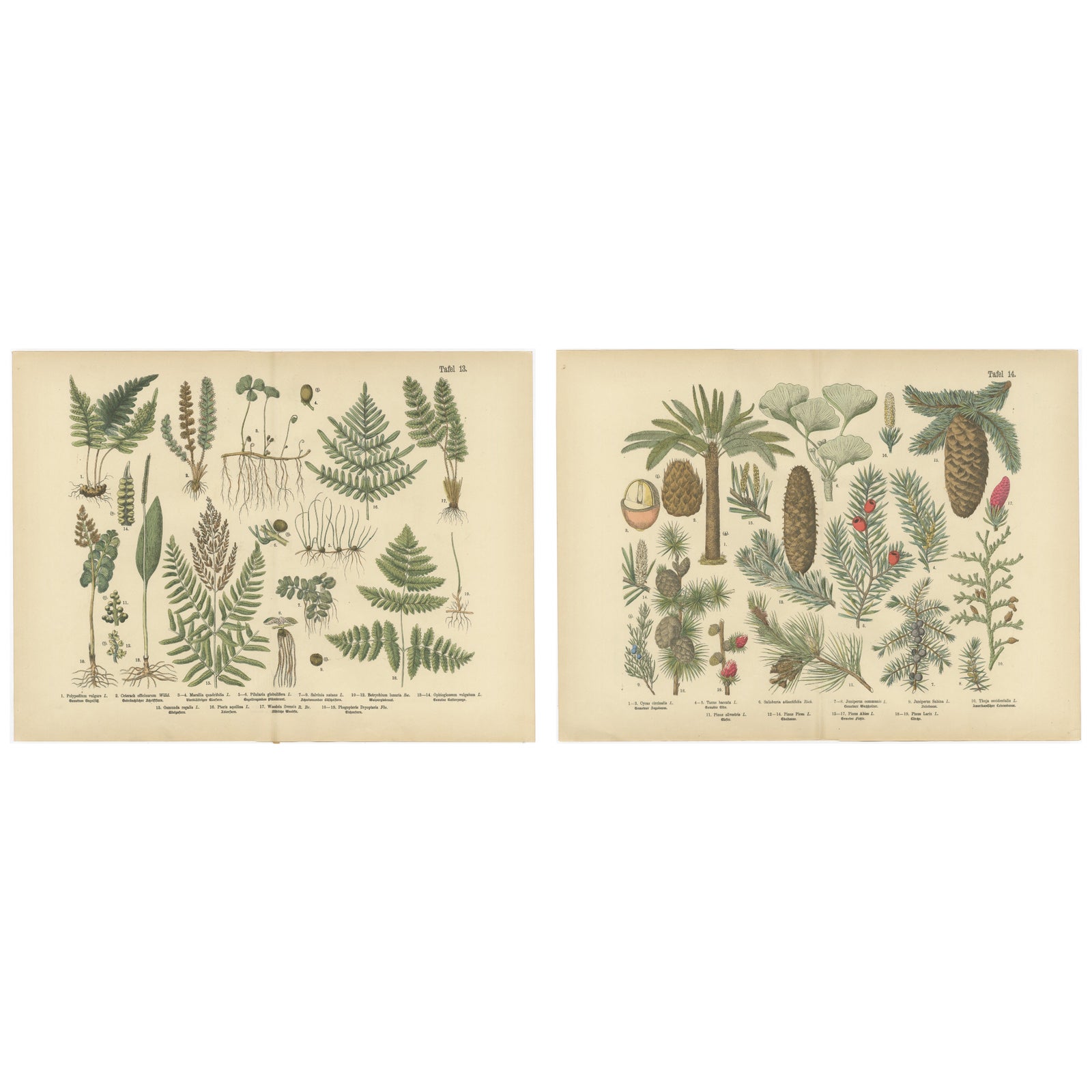 Antique German Botanical Atlas Plates, Tafel 13 to 14, Ferns & Conifers, 1885