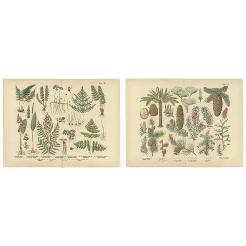 Antique German Botanical Atlas Plates, Tafel 13 to 14, Ferns & Conifers, 1885