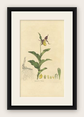 Antique Botany Print of Cypripedium Calceolus by Curtis, circa 1817, shown framed