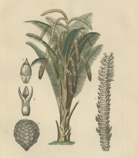 19th Century Sago Palm Tree Antique Engraving Original Handcoloring, 1845, close-up 1