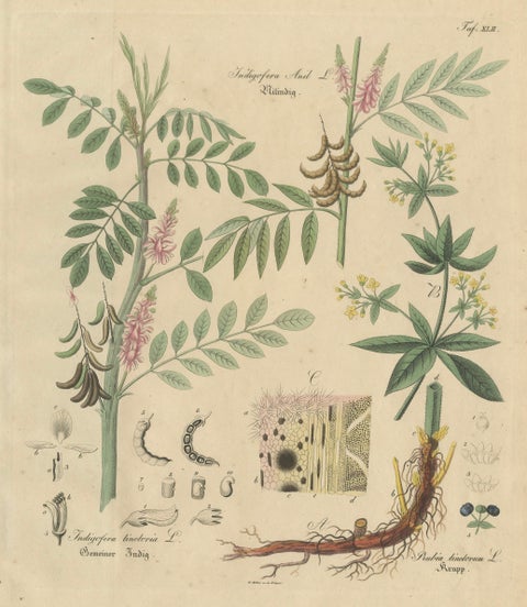 Antique Indigo & Madder Botanical Print, Indigofera & Rubia Tinctorum, c.1831, close-up 1