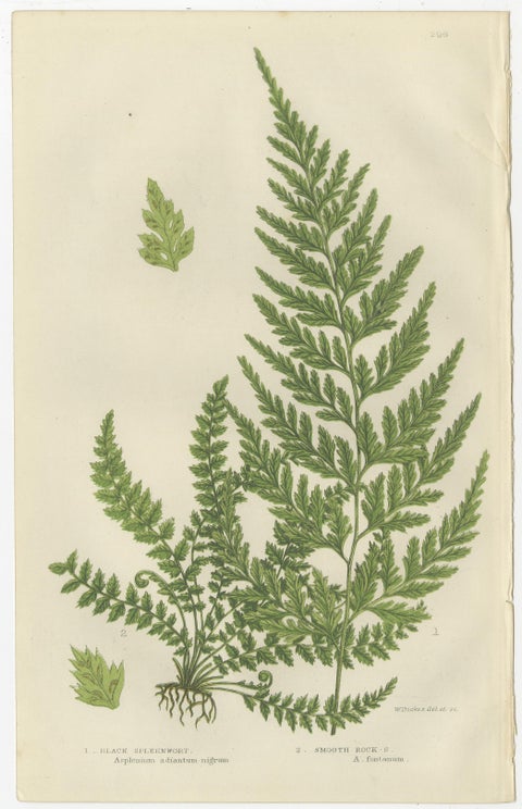Lanceolate, Black Spleenwort & Wall Rue, Botanical Triptych, 1873, view 4