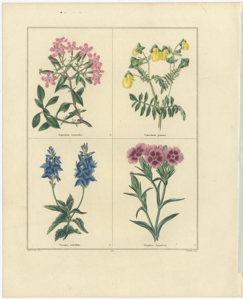 Pair of Hand-Colored Botanical Engravings of Wild and Cultivated Flowers, 1828, view 3