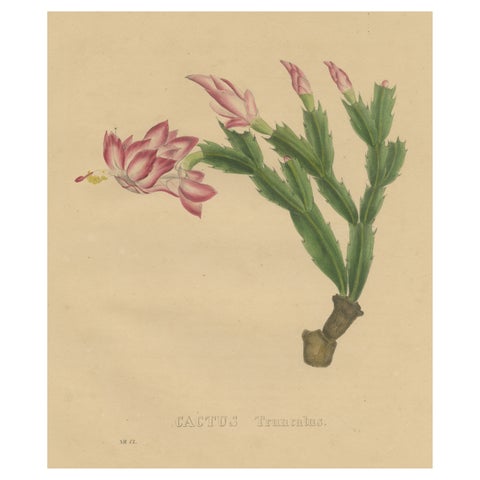 Botanical Beauty: Schlumbergera, The Christmas Cactus, circa 1832