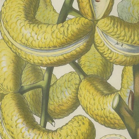 Antique Botany Print of the Decaisnea by Van Houtte 'c.1845', close-up 2
