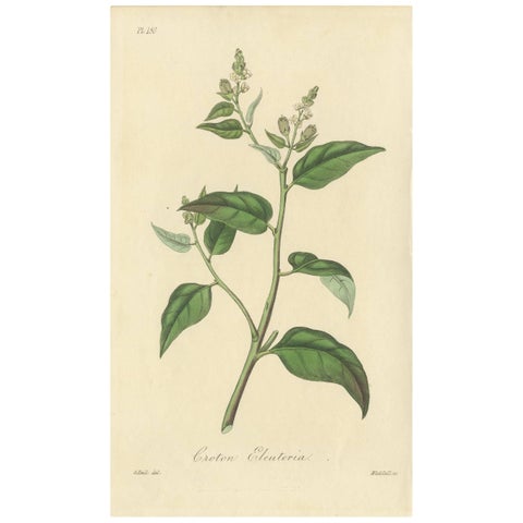 Antique Botanical Print of Cascarilla Tree, Handcolored, 1831