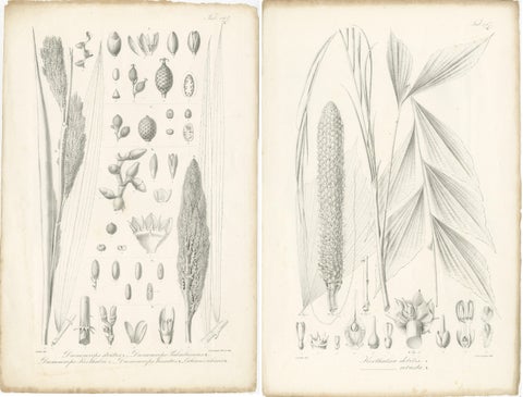 Set of 2 Botany Prints of Palm Species by Blume 'c.1840', view 4