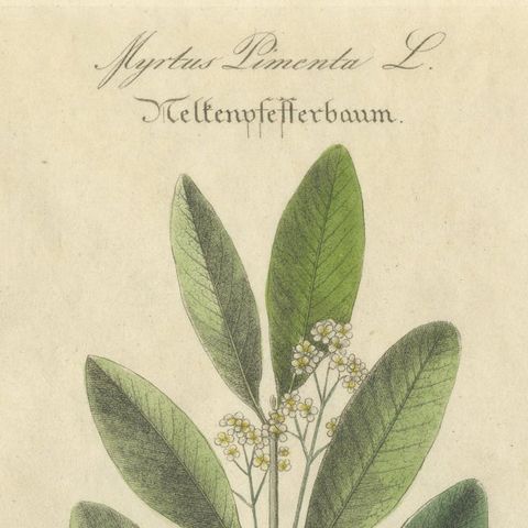 Antique Allspice Botanical Print, Myrtus Pimenta, Hand Colored, c.1831, close-up 5