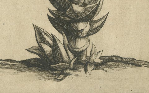Botanical Engraving of Aloe Afric Erecta from Caspar Commelin's Work, 1706, close-up 1