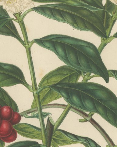 Drimyspermum Laurifolium, Flowers and Red Berries Chromolithograph, 1859, close-up 1
