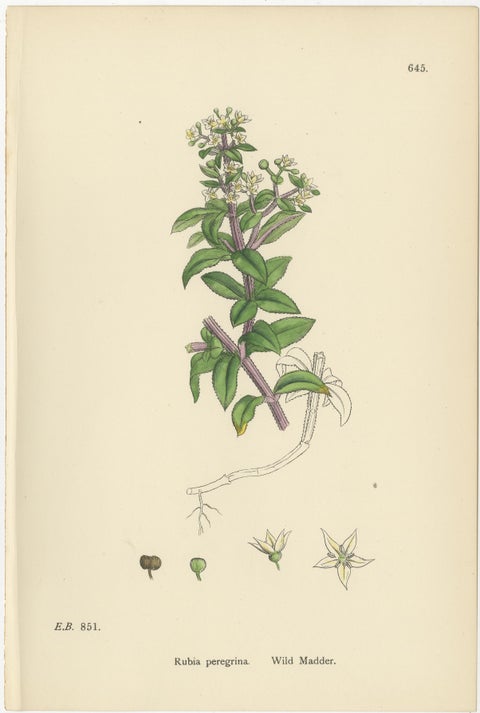 Antique Botanical Prints, Decorative Set of 10 Bedstraw Plant Engravings, 1902, view 2