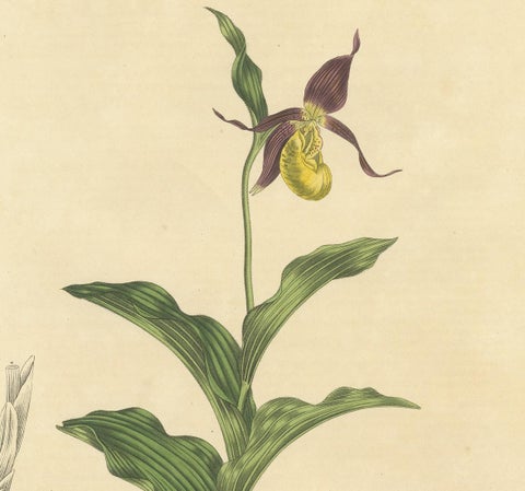 Antique Botany Print of Cypripedium Calceolus by Curtis, circa 1817, view 3