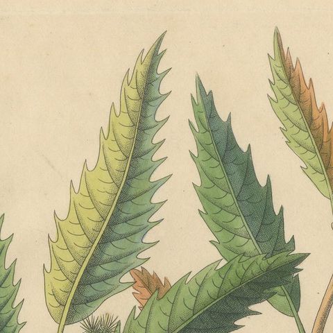Antique Chestnut Botanical Print, Castanea Vesca, Hand Colored, c.1831, close-up 5