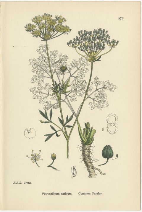 Hand-Colored Botanical Engravings of Water-Parsnip and Parsley Varieties, 1902, view 3