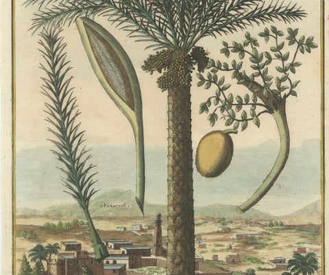 Rare Botanical Date Palm Engraving by J.C. Volkamer, Nazareth, 1713, close-up 4