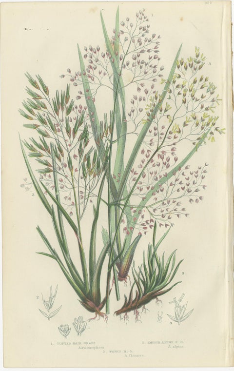 Club Moss Varieties, Hand-Colored Engravings, Victorian, 1873 Pair, view 2