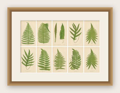 Collection of 10 Original Antique Tropical Fern Lithographs by E.J. Lowe, 1856, shown framed