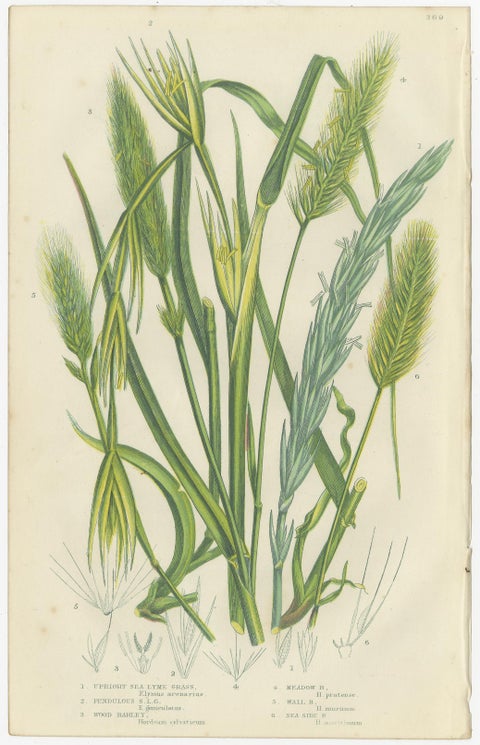 Antique Botanical Engravings of Grass and Rush Species, 1873, view 3