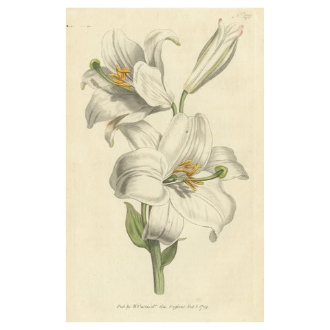 Antique Botany Print of Litium Candidum or White Lily