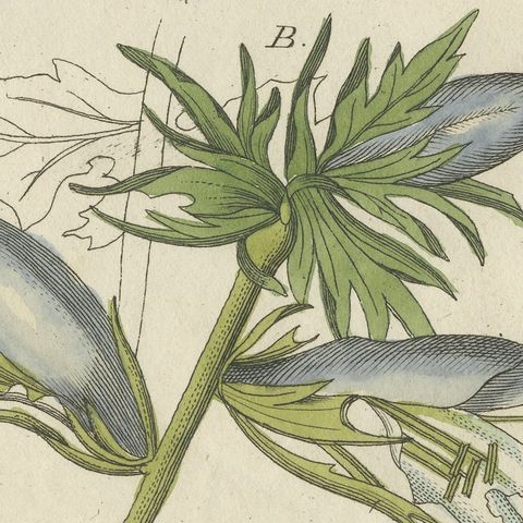 Acanthus Leaves, Classical Ornament Plant, Antique Bertuch Print, circa 1810, close-up 1