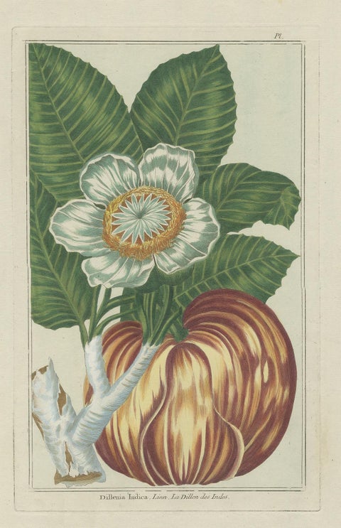 Antique Botany Print of Dillenia Indica by Buchoz, circa 1785, view 3