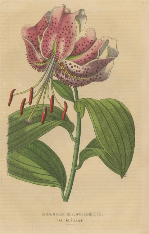 Lilium speciosum (Elegant Lily), Hand-Colored Botanical Engraving, ca.1825, close-up 5