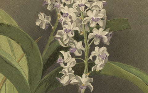 Antique Botanical Print, Lavender-White Orchid Saccolabium coeleste, ca.1888, close-up 3