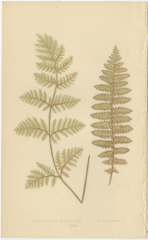 Victorian Fern Botanical Prints, Exotic Decorative Plant Studies Set 1856, view 8