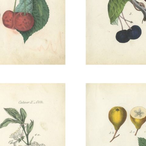 Antique Cherry Botanical Chromolithographs, Set of Four, Calwer 1854, close-up 2
