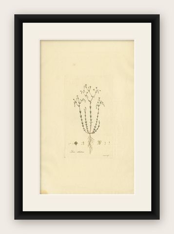 Antique Botany Engraving of Linum Catharticum, circa 1817, shown framed