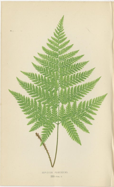 Set of 3 Antique Fern Prints, Aspidium Pubescens, Elongatum, Dilatatum (c.1868), view 2