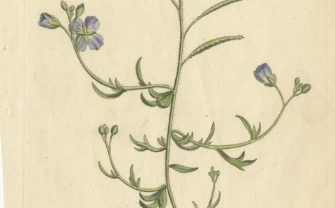 Exquisite 1800 Blue Wildflower Botanical Engraving, A Rare Floral Masterpiece, close-up 2